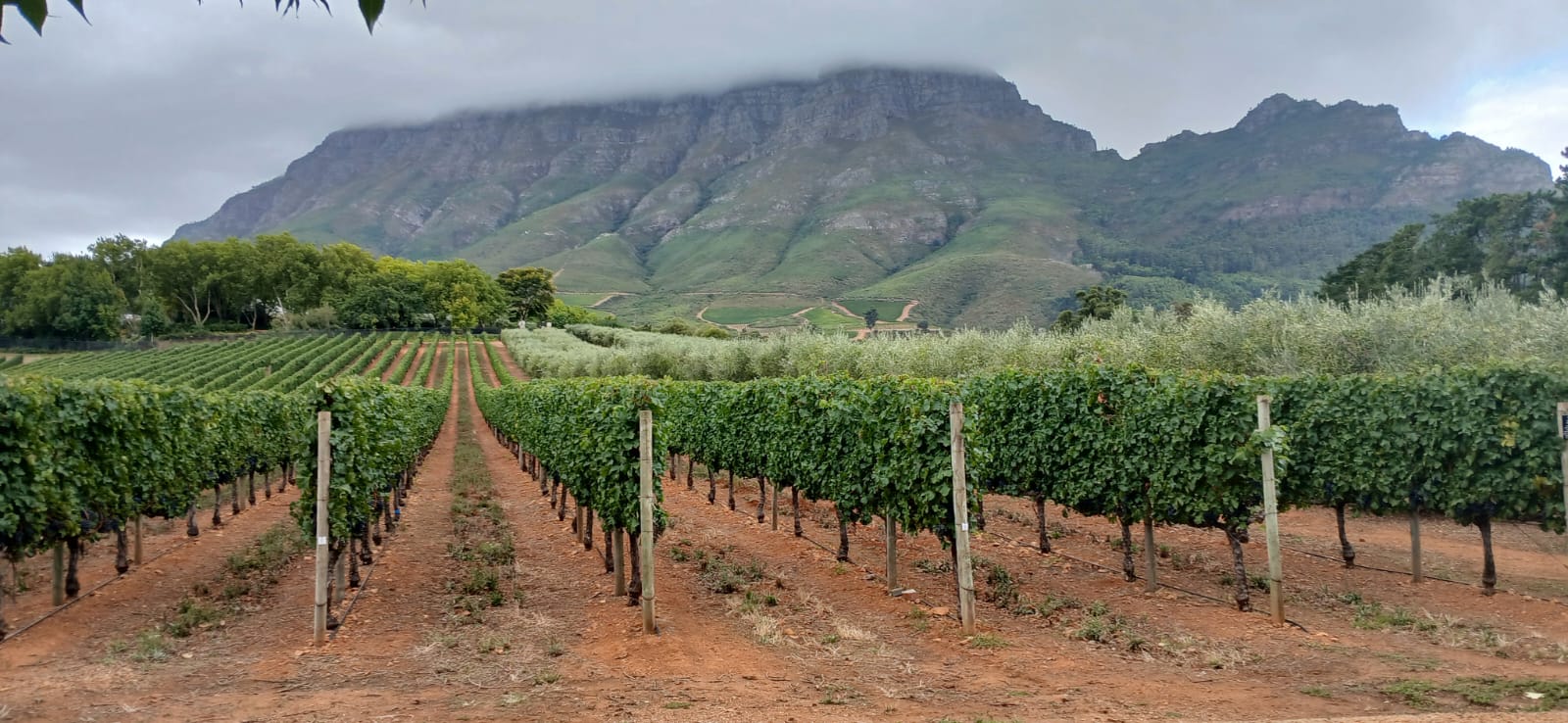 Winelands vineyard with Table Mountain views